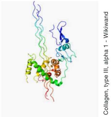 collagen type 3 vs 1